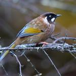 Black-faced Laughingthrush / Trochalopteron affine
