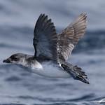 Common Diving Petrel / Pelecanoides urinatrix