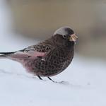 Black Rosy Finch / Leucosticte atrata