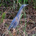 Dwarf Bittern / Botaurus sturmii
