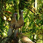 Colombian Chachalaca / Ortalis columbiana