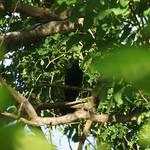 Черноклювый коэль / Eudynamys melanorhynchus