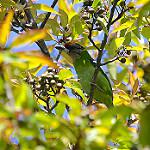 Golden-throated Barbet / Psilopogon franklinii