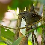 White-eyed Stipplethroat / Epinecrophylla leucophthalma