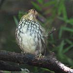 Чешуйчатогрудая питтуля / Grallaricula loricata