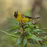 Yellow-crowned Whitestart / Myioborus flavivertex