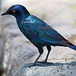 Клинохвостый спрео / Lamprotornis acuticaudus