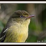 Плоскоклювый виреон / Vireo nanus
