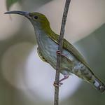 Grey-breasted Spiderhunter / Arachnothera modesta