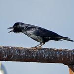 Мексиканская ворона / Corvus imparatus