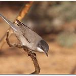 Певчая славка / Curruca crassirostris