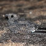 Крапчатый козодой / Caprimulgus tristigma