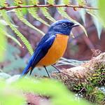 Rufous-bellied Niltava / Niltava sundara