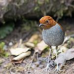 Bicolored Antpitta / Grallaria rufocinerea