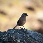 Гуаделупский юнко / Junco insularis