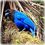 Лазурная сойка / Cyanocorax caeruleus