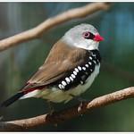 Diamond Firetail / Stagonopleura guttata