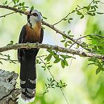 Scale-feathered Malkoha / Dasylophus cumingi