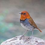 Japanese Robin / Larvivora akahige