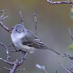 Серый виреон / Vireo vicinior