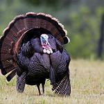 Индейка / Meleagris gallopavo