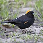 Golden-naped Finch / Pyrrhoplectes epauletta