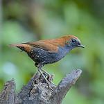 Gould's Shortwing / Heteroxenicus stellatus