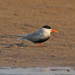 Black-bellied Tern / Sterna acuticauda