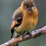 Cinnamon-breasted Tody-Tyrant / Hemitriccus cinnamomeipectus