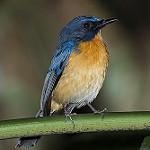 Mangrove Blue Flycatcher / Cyornis rufigastra