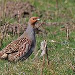 Серая куропатка / Perdix perdix