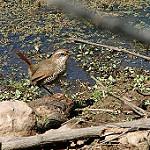 Белогорлый тюрко / Scelorchilus albicollis