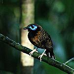 Ocellated Antbird / Phaenostictus mcleannani