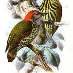 Габонский дятел / Dendropicos gabonensis