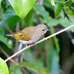 Cassin's Honeybird / Prodotiscus insignis