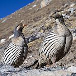 Vaginal dush bosimi ayol video