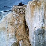 Crowned Cormorant / Microcarbo coronatus