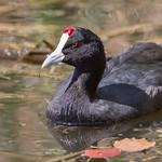 Хохлатая лысуха / Fulica cristata
