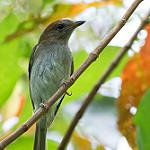Green-backed Whistler / Pachycephala albiventris