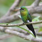 Golden-breasted Puffleg / Eriocnemis mosquera