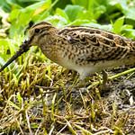 Лесной дупель / Gallinago megala