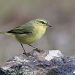 Buff-throated Warbler / Phylloscopus subaffinis