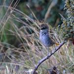 Vilcabamba Thistletail / Asthenes vilcabambae