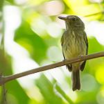 Acre Tody-Tyrant / Hemitriccus cohnhafti
