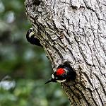 Желудёвый дятел / Melanerpes formicivorus
