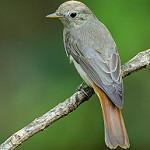 Rusty-tailed Flycatcher / Ficedula ruficauda