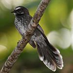 Pohnpei Fantail / Rhipidura kubaryi