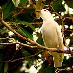 Black-tipped Cotinga / Carpodectes hopkei