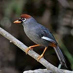Chestnut-capped Laughingthrush / Pterorhinus mitratus