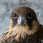 Алет / Falco eleonorae